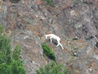 Mountain goat